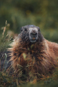 Portrait of alpine marmot