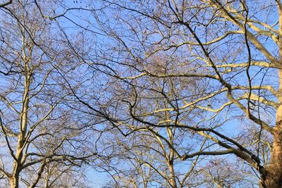 Low angle view of bare tree against sky
