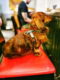 Dog sitting on table
