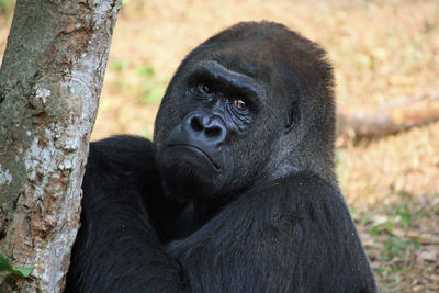 Close-up portrait of black