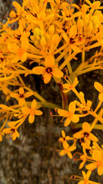 Close-up of yellow flowers