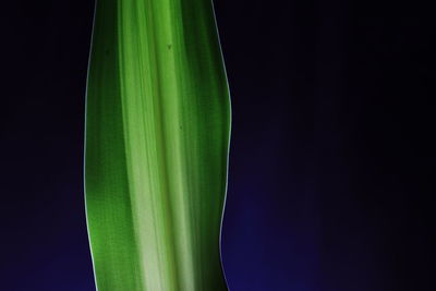 Close-up of leaf against black background