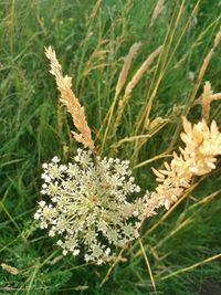 Close-up of white flowers