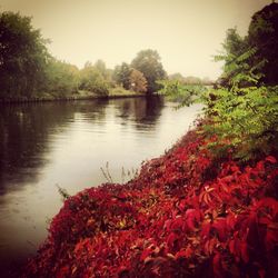 Scenic view of red flowers