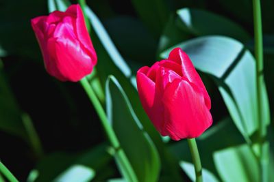 Close-up of pink tulip