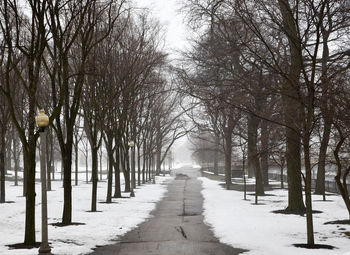 Footpath amidst trees during winter