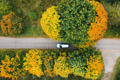 High angle view of yellow flowering plants