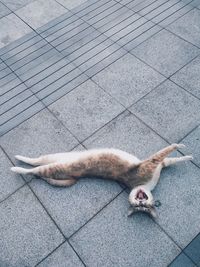 High angle view of cat sleeping on floor