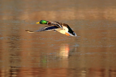 Close-up of duck flying over water