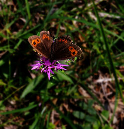 Close-up of butterfly perching on flower