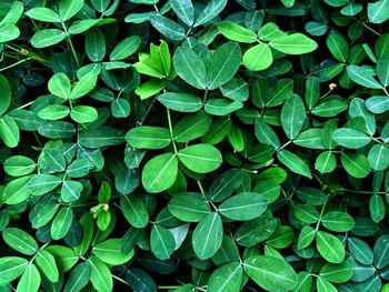 Full frame shot of leaves on field