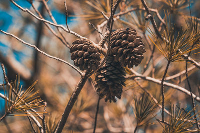 Close-up of pine cone on tree