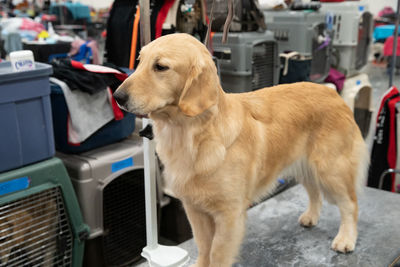 Close-up of a dog looking away