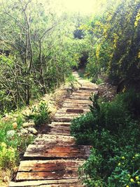 Narrow walkway along trees