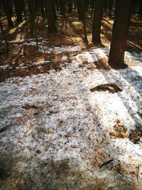 View of trees on snow covered field