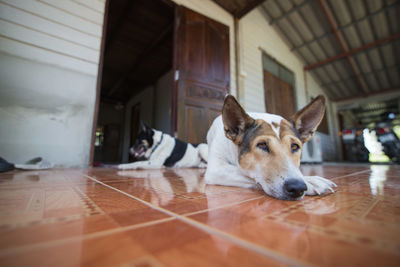 Portrait of dog relaxing on floor at home