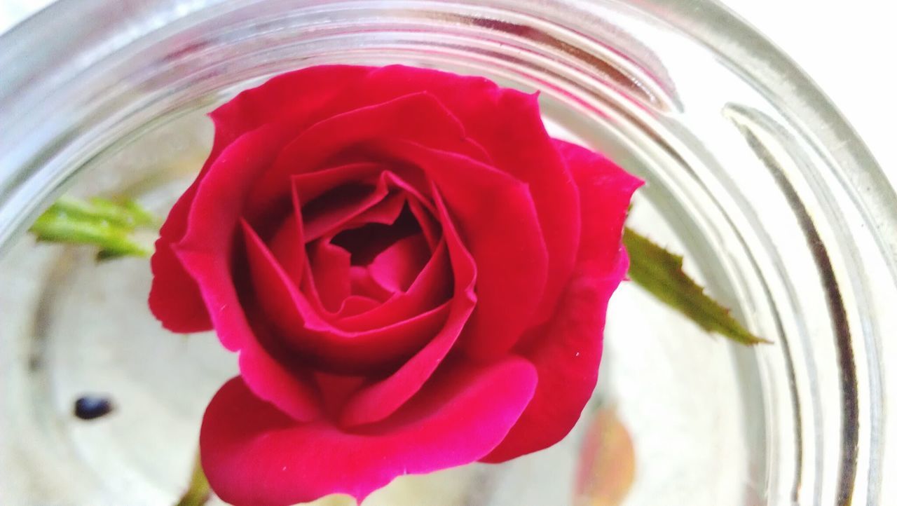 CLOSE UP OF RED ROSE