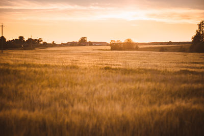 A wheat field at sunset. rural summer background