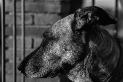 Close-up of dog outdoors