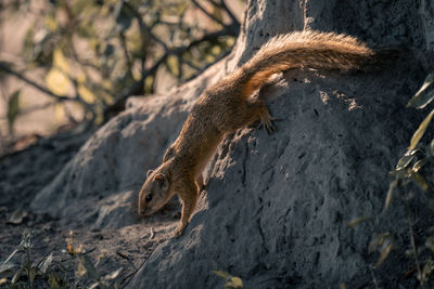 Close-up of squirrel on tree trunk