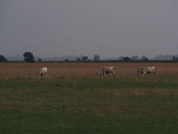 Horses on field against sky