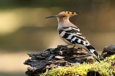 Close-up of bird perching on wood