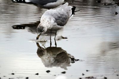 Close-up of swan on lake