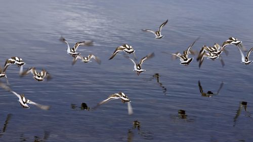 Flock of birds in lake