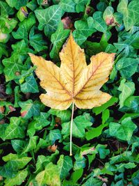 High angle view of autumnal leaves on plant