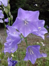 Close-up of purple iris flower