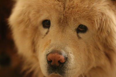 Close-up portrait of dog