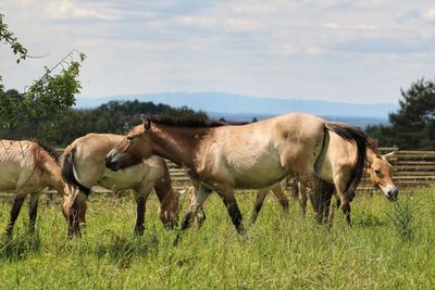 Horses grazing in a field