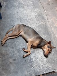 High angle view of a dog sleeping