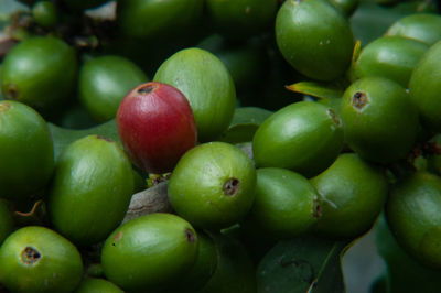 Bunch of coffee between green and ripe