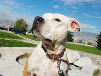 Close-up of dog looking away