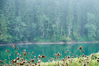 Scenic view of lake in forest