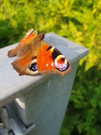 Close-up of butterfly on leaf