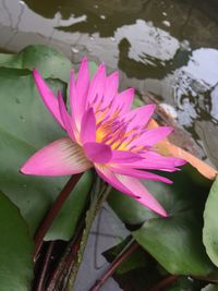 Close-up of lotus water lily in pond