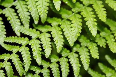 Full frame shot of fern leaves