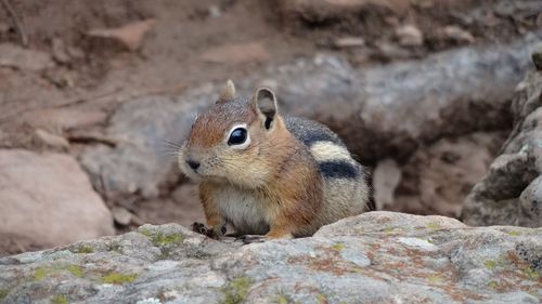 Close-up of squirrel on rock