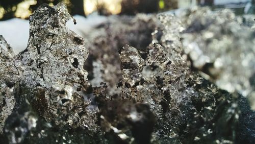 Close-up of lichen on snow