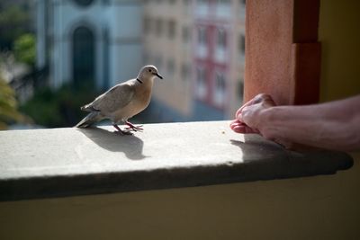 Close-up of bird perching on hand