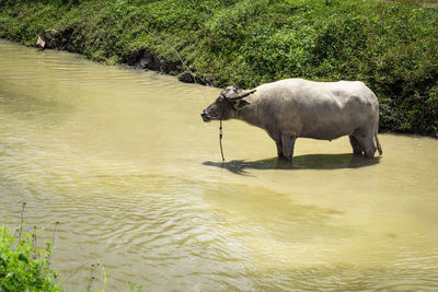 Sheep standing in a lake