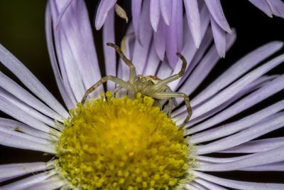 Close-up of honey bee on purple flower