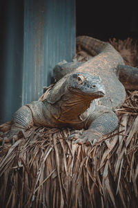 Close-up of a lizard