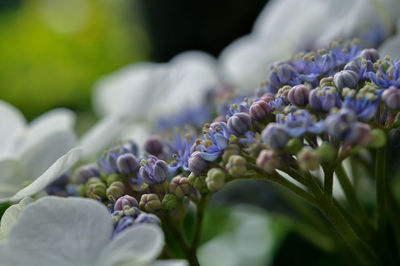 Close-up of purple flowers