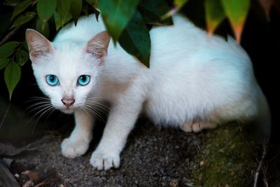 Close-up portrait of cat