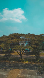 Trees on field against sky