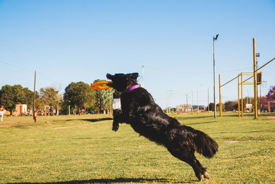 Portrait of trained dog catching frisbee