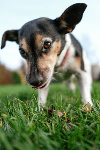 Close-up of dog on field